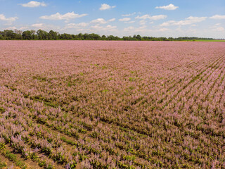 Fototapeta na wymiar view of a landscape with lavender field