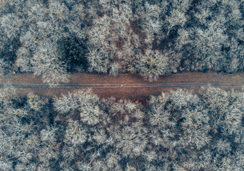 Forest seen from above with a man in the center of a path - aerial view from a drone - moody blue color