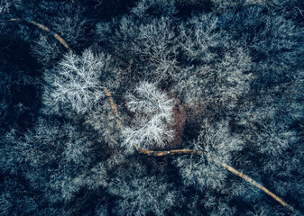 Forest seen from above with a man in the center of a path - aerial view from a drone - moody blue color