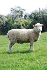 Posed Little Lamb