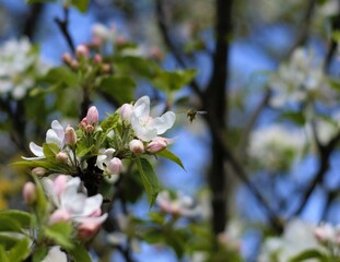 tree blossom