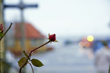 red rose on a branch