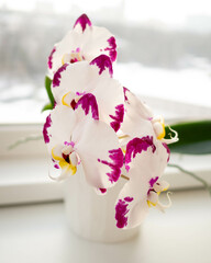 Phalaenopsis Mozart