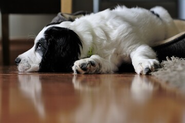Sleepy black and white puppy