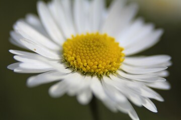 daisy flower closeup