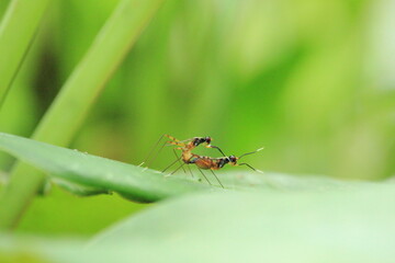 insect mating