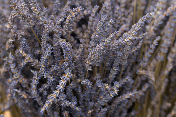 Field of flowering lavender bushes. Meadow of lavender.
