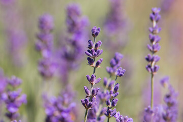 Naklejka premium Field of flowering lavender bushes. Meadow of lavender.