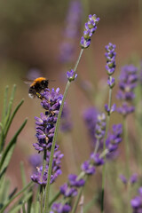 Fototapeta premium Field of flowering lavender bushes. Meadow of lavender.