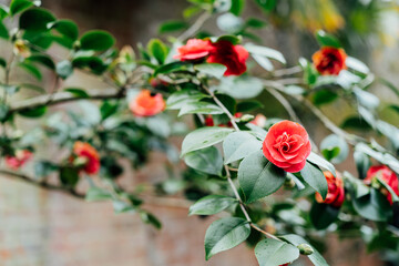 Red camellia flowers with green leaves background. Spring time. Blooming garden in winter. Selctive focus.