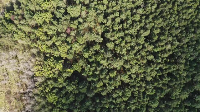 Forrest