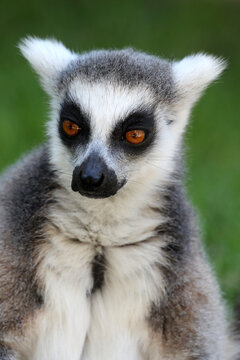 Ring tailed lemur, portrait face, close up. © oranguta007