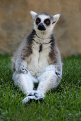 Ring-tailed lemur doing yoga, funny animal photography.