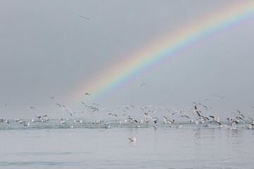 Flock of seagulls or sea birds on sea with rainbow. Beautiful grey seascape with cute seabirds.