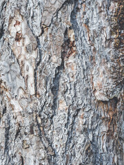 Vertical bark texture - macro view of a tree trunk - moody color