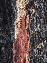 Vertical red bark texture - macro view of a pine trunk with green moss