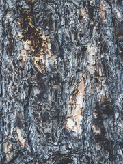 Vertical bark texture - macro view of a tree trunk - moody color