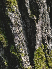 Vertical bark texture - macro view of a tree trunk with green moss