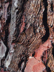 Red bark texture - macro view of a pine trunk with green moss