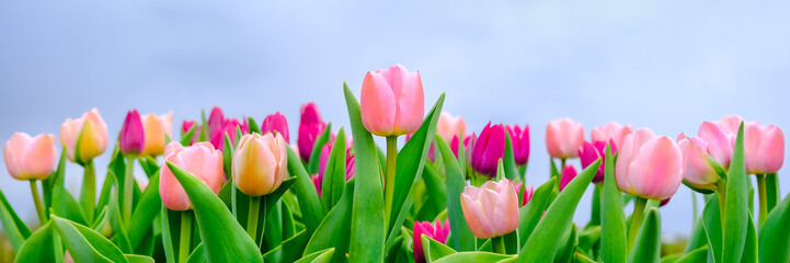Beautiful field of pink or Magenta tulips close up and blue sky. Spring background with tender tulips. Pink floral background. Long spring banner.