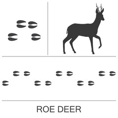 Roe deer silhouette and footprints of hind and fore hooves. Vector illustration on a white background. © OnD