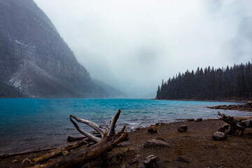 Moraine Lake durning an autumn snow storm rich colours disappearing mountains drift wood tree line