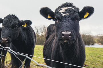 3 black cows standing on green meadow in rain looking at camera