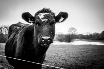 Gordijnen 3 black cows standing on green meadow in rain looking at camera © karegg