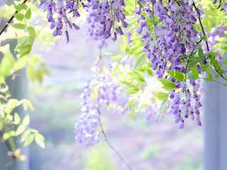 風に揺れる藤の花