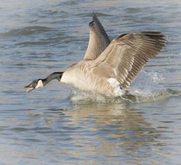 canadian goose in flight