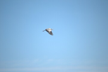 White stork flying. Flying single white Stork during the spring nesting period.