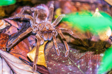 Nocturnal Amazonian bird-eating spider
