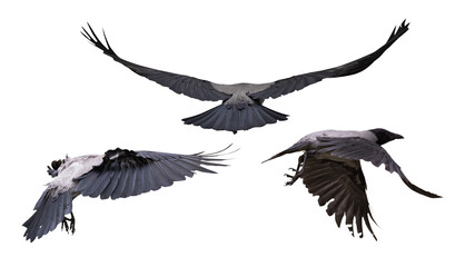 large dark three crows flying on white
