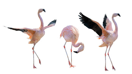 pink three flamingo group on white - obrazy, fototapety, plakaty
