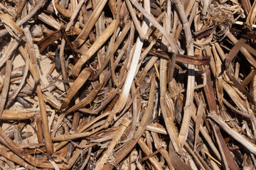 close up of coral marine texture on a sunny day