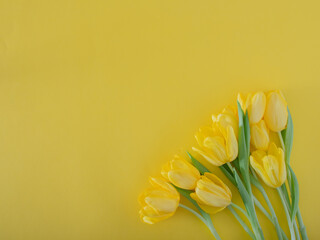 fresh easter yellow jungle gardening tulips flat lay on the desk against yellow illuminating background with copyspace. spring minimalism