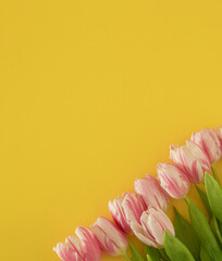 fresh easter pink jungle gardening tulips flat lay on the desk against yellow background with copyspace. spring minimalism