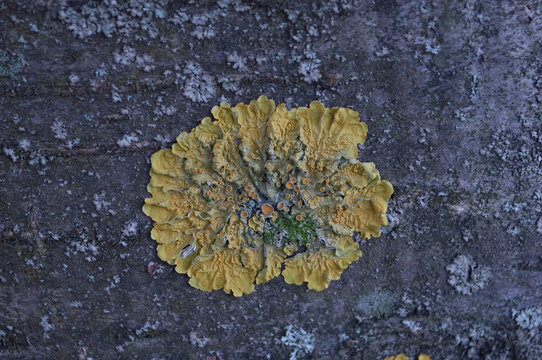 「Xanthoria」の画像 1,010 件の Stock 写真、ベクターおよびビデオ Adobe Stock