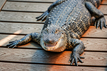 Florida Alligators Crocodiles Everglades or Gators