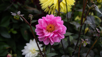 Fototapeta premium pink and yellow flowers