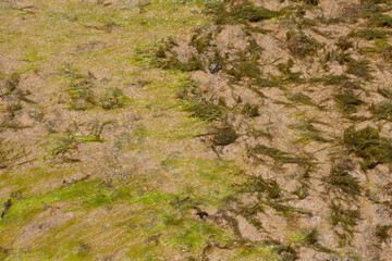 close up of green coral marine texture on a sunny day