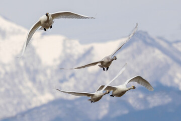 山並みを背景に飛翔する白鳥