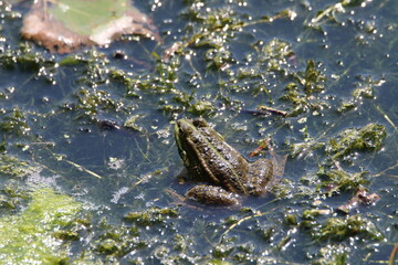 Grenouille au soleil sur Nénuphar