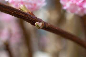 flower bud