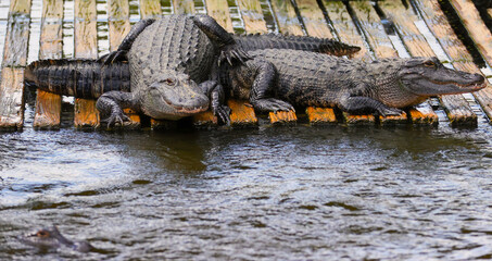 Florida Alligators Crocodiles Everglades or Gators