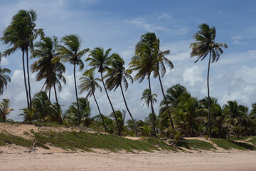 beautiful view of a dense coconut grove on the edge of the beach