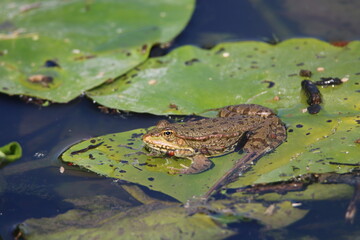 Grenouille au soleil sur Nénuphar