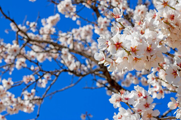 Close-up of the almond blossom with the background unfocused 