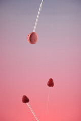 French pink macaron on plastic stick. Process of creating levitation photography. on pink and purple gradient