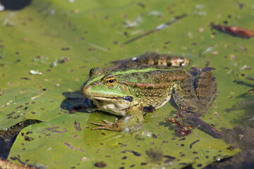 Grenouille au soleil sur Nénuphar
